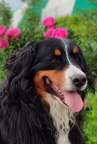 Xena